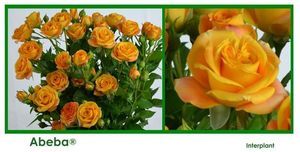 ROSE BR. ABEBA 40